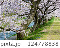 日本の春、舟川べり桜並木。朝日町、富山県、日本。4月中旬。 124778838