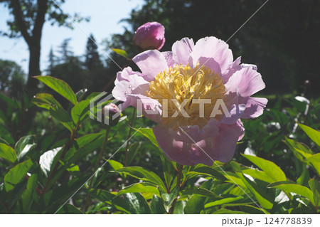 Peonies in bloom. 124778839