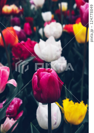 Tulip field. 124778849