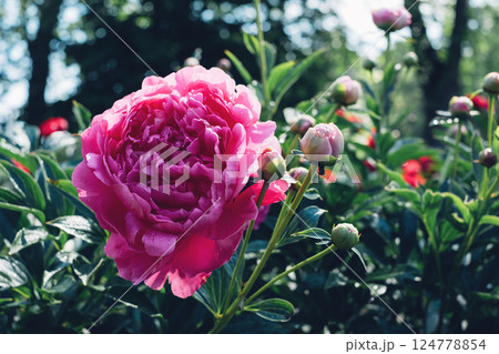 Peonies in bloom. Peonies in bloom. 124778854