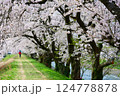 日本の春、舟川べり桜並木。朝日町、富山県、日本。4月中旬。 124778878