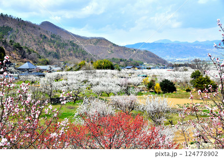 千曲市あんずの里の風景(長野県千曲市)【2025.4】 千曲市あんずの里の風景(長野県千曲市)【2025.4】 124778902