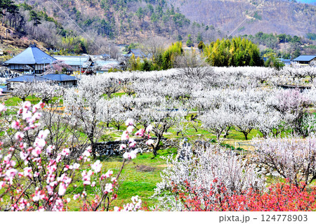 千曲市あんずの里の風景(長野県千曲市)【2025.4】 124778903