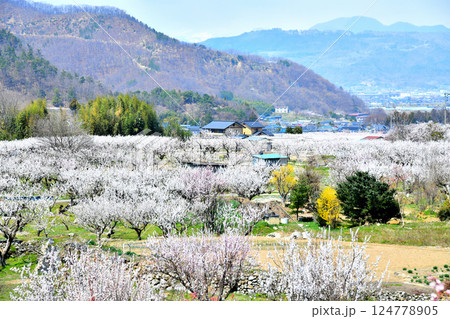 千曲市あんずの里の風景(長野県千曲市)【2025.4】 124778905