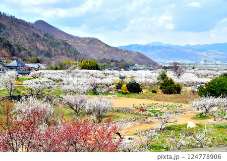 千曲市あんずの里の風景(長野県千曲市)【2025.4】 千曲市あんずの里の風景(長野県千曲市)【2025.4】 124778906