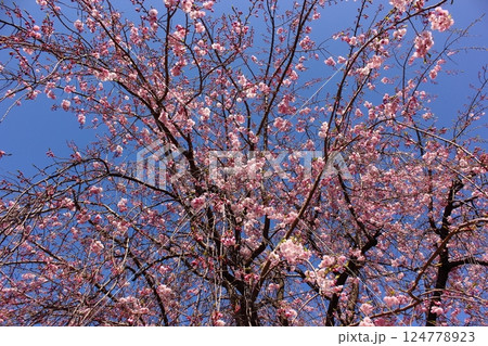 4月の青空と福蔵院山門前に咲く枝垂桜(1) 4月の青空と福蔵院山門前に咲く枝垂桜(1) 124778923