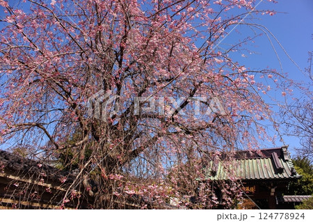 4月の青空と福蔵院山門前に咲く枝垂桜（2） 124778924