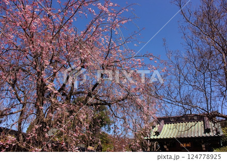 4月の青空と福蔵院山門前に咲く枝垂桜(3) 4月の青空と福蔵院山門前に咲く枝垂桜(3) 124778925
