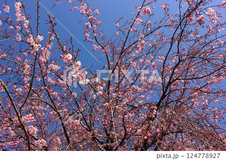 4月の青空と福蔵院山門前に咲く枝垂桜（5） 124778927