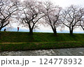 日本の春、舟川べり桜並木。朝日町、富山県、日本。4月中旬。 124778932