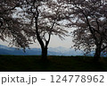 日本の春、舟川べり桜並木。朝日町、富山県、日本。4月中旬。 124778962