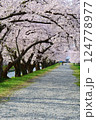 日本の春、舟川べり桜並木。朝日町、富山県、日本。4月中旬。 124778977