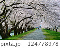 日本の春、舟川べり桜並木。朝日町、富山県、日本。4月中旬。 124778978