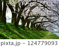 日本の春、舟川べり桜並木。朝日町、富山県、日本。4月中旬。 124779093
