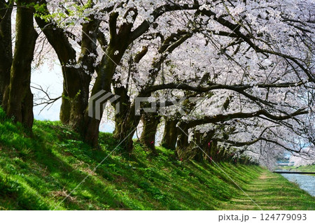 日本の春、舟川べり桜並木。朝日町、富山県、日本。4月中旬。 日本の春、舟川べり桜並木。朝日町、富山県、日本。4月中旬。 124779093