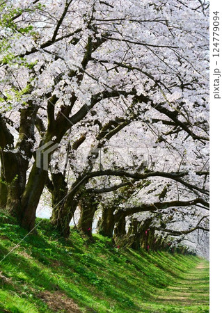 日本の春、舟川べり桜並木。朝日町、富山県、日本。4月中旬。 日本の春、舟川べり桜並木。朝日町、富山県、日本。4月中旬。 124779094