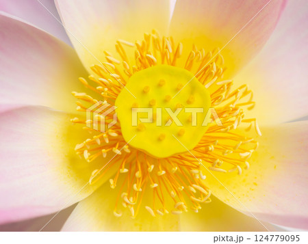 蓮の花 蓮の花 124779095