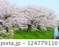 日本の春、舟川べり桜並木。朝日町、富山県、日本。4月中旬。 124779110