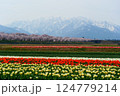 日本の春、舟川べり春の四重奏。朝日、富山、日本。4月中旬。 124779214