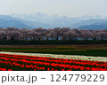 日本の春、舟川べり春の四重奏。朝日、富山、日本。4月中旬。 124779229