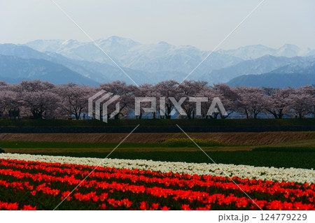 日本の春、舟川べり春の四重奏。朝日、富山、日本。4月中旬。 日本の春、舟川べり春の四重奏。朝日、富山、日本。4月中旬。 124779229