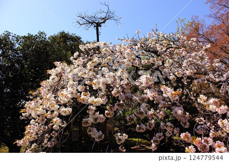 満開になった福蔵院境内に咲く枝垂桜（3） 124779544