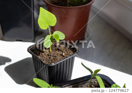 A small seedling of African Kiwano cucumber (Cucumis metuliferus) illuminated by sunlight. A seasonal plant native to New Zealand A small seedling of African Kiwano cucumber (Cucumis metuliferus) illuminated by sunlight. A seasonal plant native to New Zealand 124779627