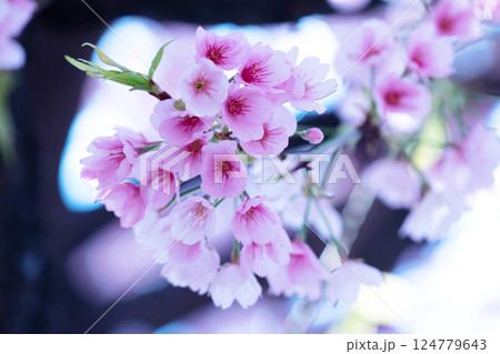 開花したばかりの桜 124779643