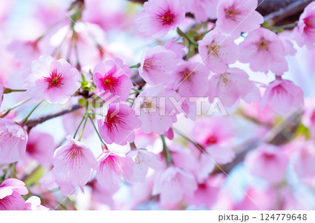 開花したばかりの桜 124779648