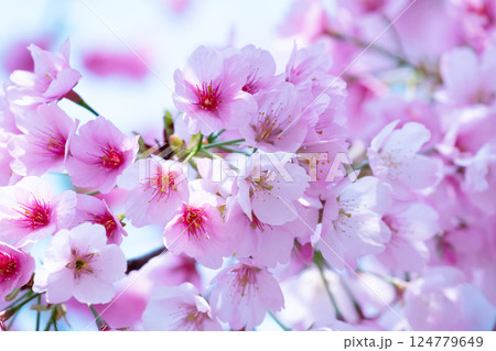 開花したばかりの桜 124779649