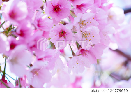 開花したばかりの桜 開花したばかりの桜 124779650
