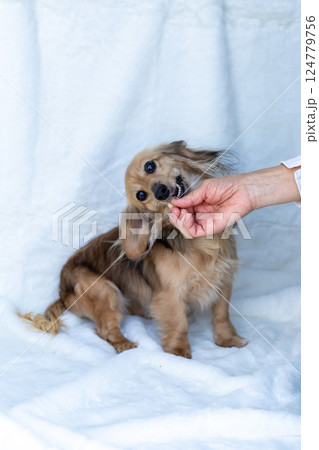 カニンヘンダックスフンド シェーゼットイエロー 124779756