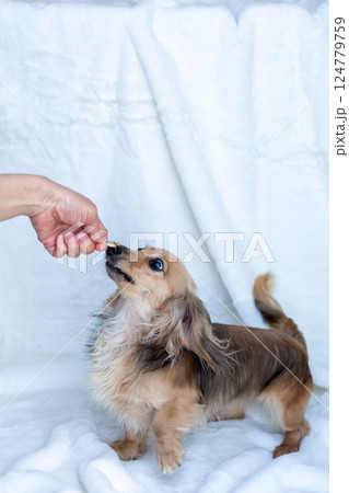 カニンヘンダックスフンド シェーゼットイエロー 124779759