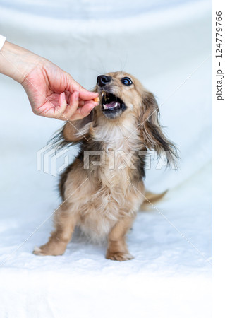 カニンヘンダックスフンド シェーゼットイエロー 124779766