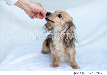 カニンヘンダックスフンド シェーゼットイエロー 124779770