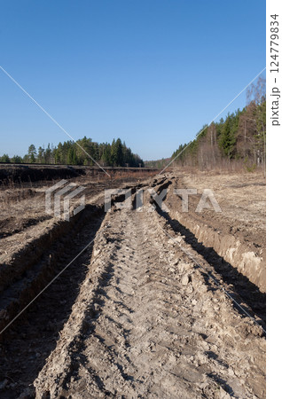 Dirt road along the forest edge 124779834