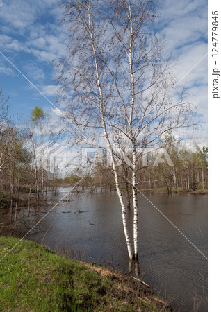 Birch trees submerged in water 124779846