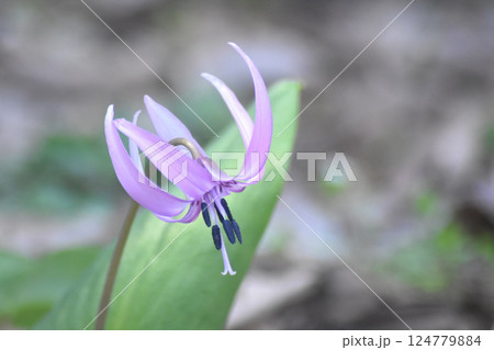 カタクリの花 124779884