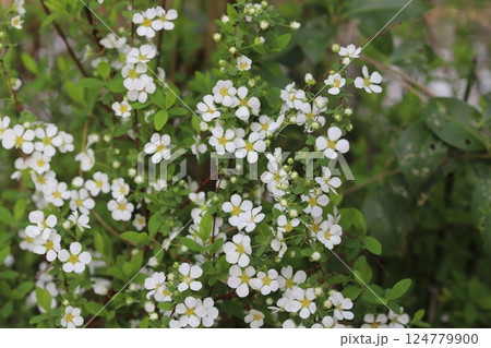 春の庭に咲く白い小さなユキヤナギの花 124779900