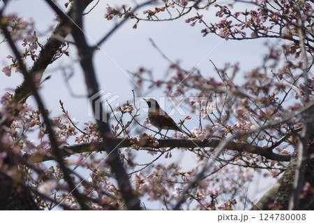 桜と野鳥 桜と野鳥 124780008