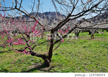 梅のある風景（長野市ろうかく梅園） 124780054