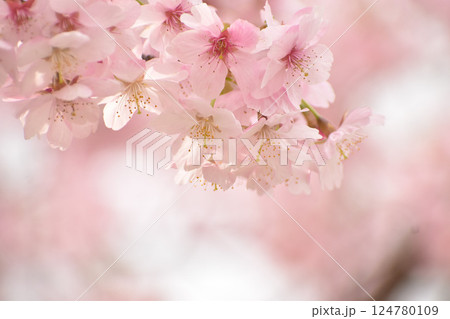 淡いピンクの大漁桜 124780109