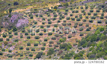 Olives Trees Plantation, Spain Olives Trees Plantation, Spain 124780162