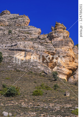 Eurasian Griffon Vulture, Spain 124780201