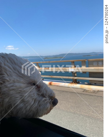 明石海峡大橋を走行中の車から景色を眺めるトイプードル 124780264