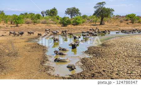 Water Buffalo, Udawalawe National Park, Sri Lanka Water Buffalo, Udawalawe National Park, Sri Lanka 124780347