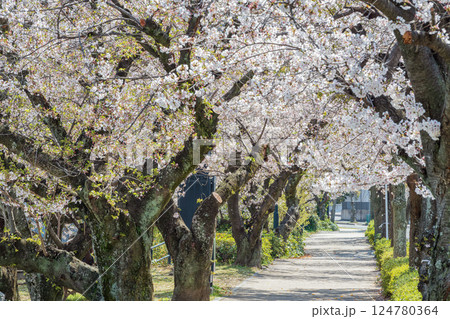 桜のトンネルを歩く 桜のトンネルを歩く 124780364