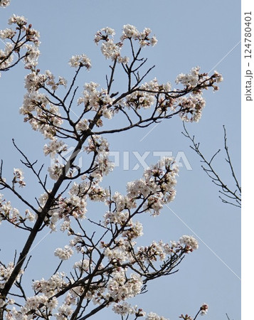 cherry blossoms cherry blossoms 124780401