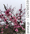 Peach blossoms blooming in a serene spring landscape Peach blossoms blooming in a serene spring landscape 124780539
