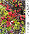 Blooming Japanese Quince with Vibrant Red Flowers and Green Leaves Blooming Japanese Quince with Vibrant Red Flowers and Green Leaves 124780540